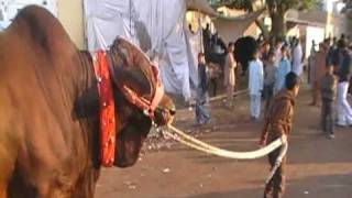 (QURBANI IN LANDHI 2009)Desi munda's cat walk wid Taha.
