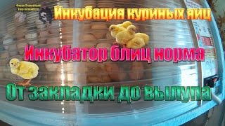 Инкубация куриных яиц в инкубаторе блиц норма от закладки до вылупа  | Жизнь в селе