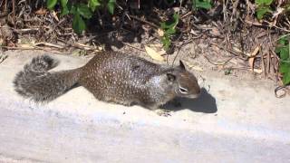California Ground Squirrel Runs Towards My Feet - Little Corona Beach, Corona del Mar, CA