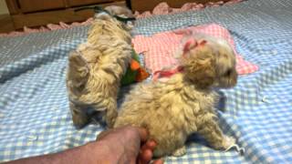 5 week old AKC apricot toy poodle puppies, accepting deposit