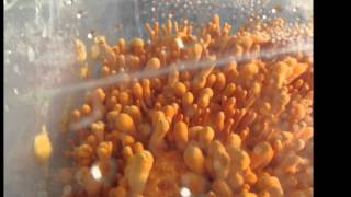 Thailand, RSTDC : Cordyceps Mushroom Growing in Chiangmai