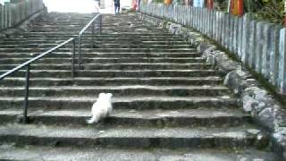 靴を履く犬（和歌山県編）