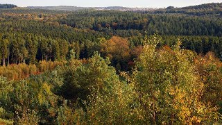 Заельцовский парк Новосибирска