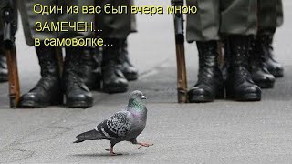23 ФЕВРАЛЯ С ЮМОРОМ - С ДНЕМ ЗАЩИТНИКА ОТЕЧЕСТВА!