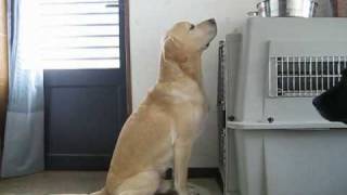 ラブラドール　ムックとラム　鶏がらスープの温かいご飯