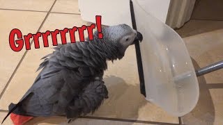 Einstein Parrot growls & wrestles with the dust pan and broom