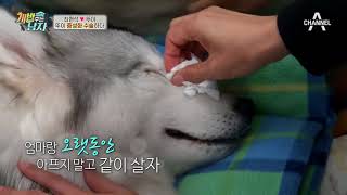 수술 끝!! 통증으로 지친 뚜이(ㅠ_ㅠ), 가족들의 사랑으로 파워 UP!! | 개밥주는남자