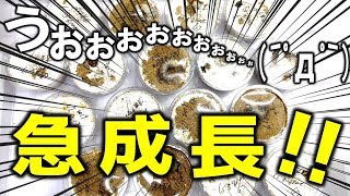 プリンカップでこんなに巨大に！？幼虫の急成長ぶりがやべぇ（くろねこチャンネル）