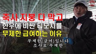 축사 지붕 다 막고 한우에 비싼 티모시를 무제한 급여하는 이유