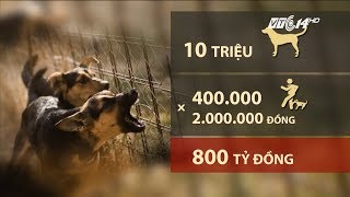 VTC14 | Hao người, tốn của vì bị chó dại cắn