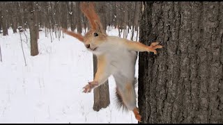 Ловлю белок. Рыжих злодеев / Catching squirrels