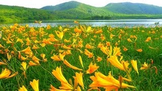 ［HD］福島県・雄国沼のニッコウキスゲ　Daylily in Fukushima　花の名所案内