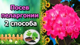 ?ПОСЕВ ПЕЛАРГОНИИ С КИПЯТКОМ и обычным способом. Герань из семян.