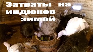 Разведение индюков // Содержание индюков и затраты зимой
