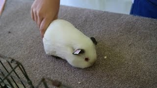 Cavy show ,Smooth Coat Guinea pigs AKA American Guinea pigs