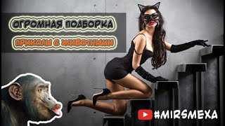 Огромная подборка приколы с животными Эксклюзивные видео
