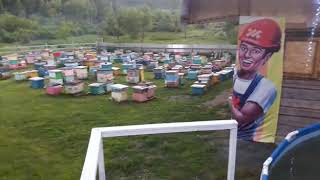Пасека на Алтае