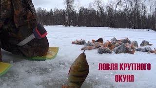 Ловля крупного окуня! Удачно попали!