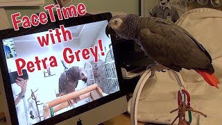 Einstein and Petra Grey (the famous Amazon Alexa Parrot) FaceTime together