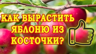 КАК ВЫРАСТИТЬ ЯБЛОНЮ ИЗ КОСТОЧКИ? СТРАТИФИКАЦИЯ СЕМЯН