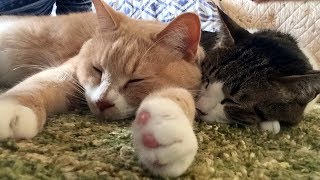 ニャルソック隊長だいちゃん＆お母ちゃんの仕事納め【猫日記こむぎ＆だいず】2017 12 28