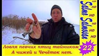 Ловля певчих птиц тайником - А чижей и Чечёток нет.