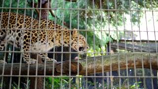 アムールヒョウ　ごはん♪　 横浜動物園ズーラシア　2018/04/21-22