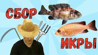 Сбор икры и малька у африканских цихлид.  Аулонокара Земляника, Мультиколор (Aulonocara sp.)