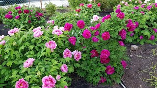 Peony Garden 4-19-2019 Tree Peonies Blossoming
