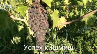 Успех кишмиш