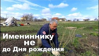 Шторы. Посадка персика и смородины. Гостагаевская