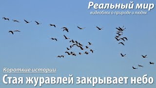 Стая журавлей закрывает небо. Серый журавль (Grus grus).