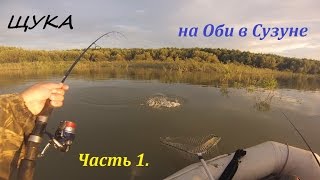 Ловим щуку на разливах Оби в Сузуне. Июль 2015.
