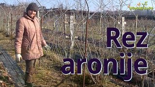 Rez aronije