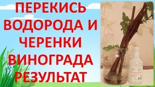 РЕЗУЛЬТАТ ПРИМЕНЕНИЯ ПЕРЕКИСИ ВОДОРОДА ПРИ УКОРЕНЕНИИ ЧЕРЕНКОВ ВИНОГРАДА