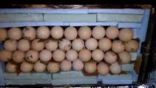 инкубатор своими руками с автопереворотом яиц