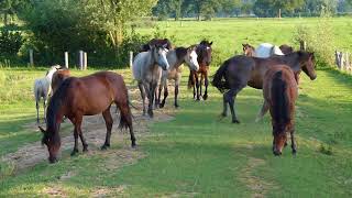 Paarden bij de doorbraak Ypelo