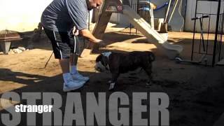 LAYIN LOW KENNEL STRANGER