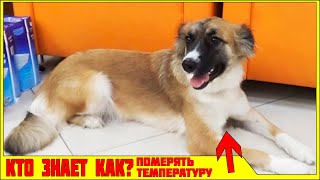 ПОЕЗДКА В ВЕТЕРИНАРНУЮ КЛИНИКУ! МЕРЯЮТ ТЕМПЕРАТУРУ СОБАКЕ ГРАДУСНИКОМ В ПОПЕ и ДЕЛАЮТ УКОЛ ПРИВИВКУ