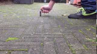 Ground Bloom Flower - Vuurwerk