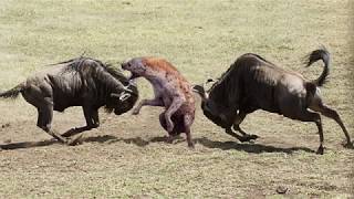 Amazing Newborn Wildebeest Escape From Hyena Hunt, The Power of Mother Animals