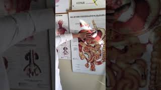 Как часто не болеть? Учитесь двигать свою диафрагму!