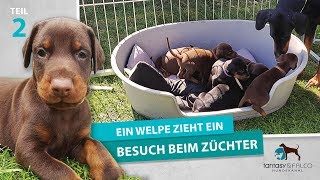 Ich sehe meinen Welpen zum ersten Mal • 5 Wochen alter Dobermann • Ein Welpe zieht ein Teil 2