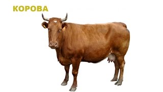 Голоса домашних животных для детей