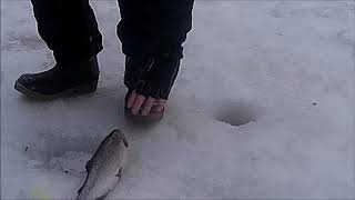 Клёвое место, С РАТЛИНАМИ НА ФОРЕЛЬ ПО ВЕРХНЕМУ