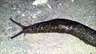 Saving the Snail / Спасение улитки