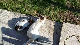 Male cats mating with Vibi