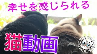 この動画を見て幸せになります【Jean & Pont 1665】ジャンくんとポンちゃんが仲良くしているだけですが幸せになります 2019/3/5 #ジャン #ポン
