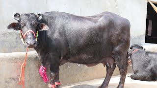Show Quality Murrah Buffalo available for Bayers in Bhiwani(Haryana)
