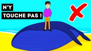 Pourquoi Les Baleines Mortes Sont-elles si Dangereuses ?
